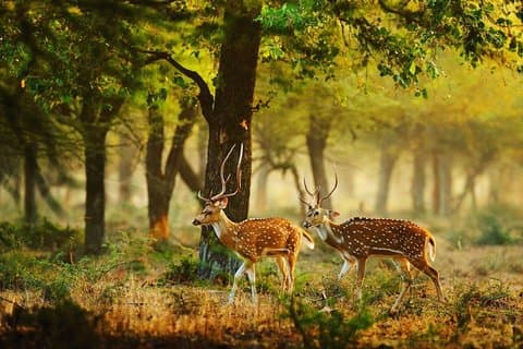 Safari d'une journée complète dans le parc national de Wilpaththu (tout compris)