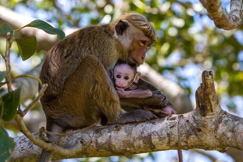 Wilpattu National Park Private Full Day Tour From Colombo