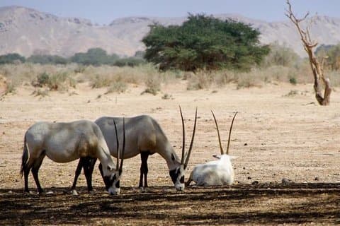 アガディール発スースマッサ半日野生動物ツアー