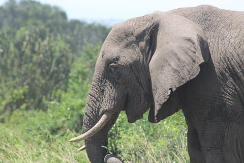 5-tägige Big 5 Kidepo Valley National Park Safari