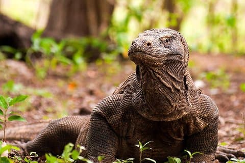 Highlights of Komodo