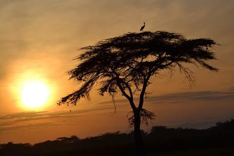 6 Days Amboseli, Lake Nakuru and Masai Mara