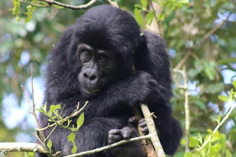 6-daagse gorilla's, gouden apen en chimpanseetocht in Kibale