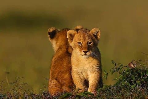 Ngorongoro Adventures på en dag