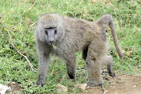 Gita di un giorno al parco nazionale del lago Nakuru