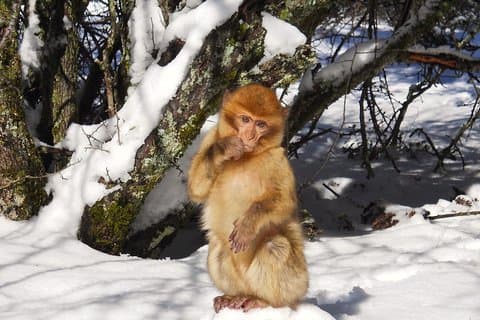 Atlasfjellene, Marokko: Ifrane, Azrou, Monkey Forest, Heldagstur fra Fez