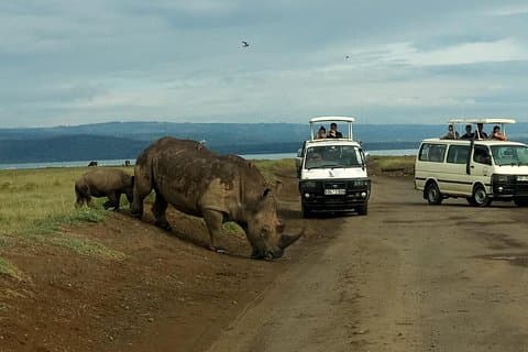 6-daagse Maasai Mara - Nakuru - Amboseli budget groepssafari.