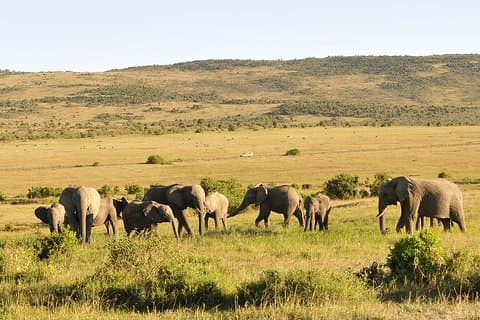 3 Tag 2 Nächte Maasai Mara Safari