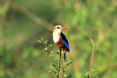 3 giorni Meru National Park