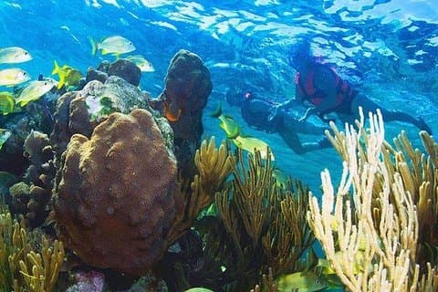 Puerto Morelos Reef snorkeltur med frokost og hotel afhentning