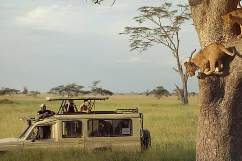 Safari Excelente y Safari lujos Tanzania