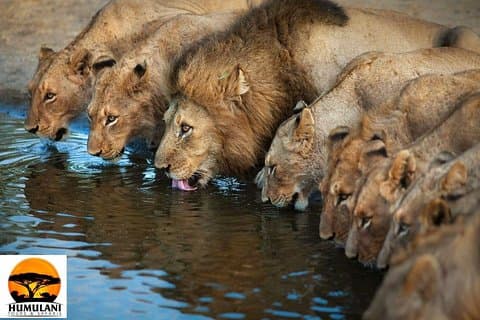 4 nachten 5 dagen Kruger Park Safari overnachtingspakket