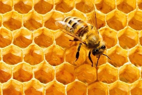 Big Bee farm Pattaya (trasferimenti di entrata e ritorno)