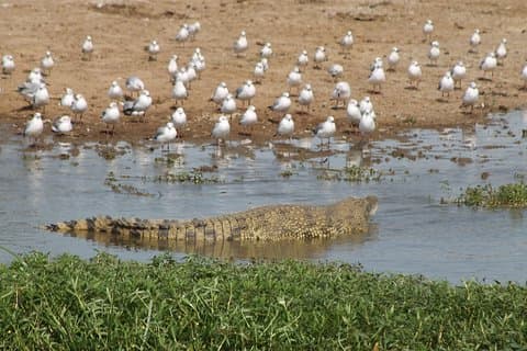 6-tägige Luxus-Safari mit Queen Elizabeth und Mburo