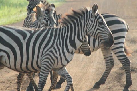 11-Day Uganda Wildlife Adventure Safari