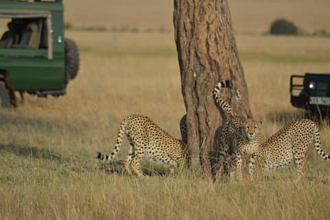 5 dagers høydepunkter i Kenya