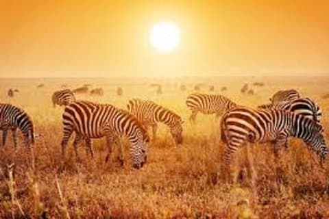 8 Tage / 7 Nächte Tansania-Sansibar Urlaubspaket