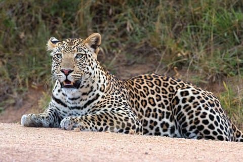 20 días de safari combinado de aventura en el este de África