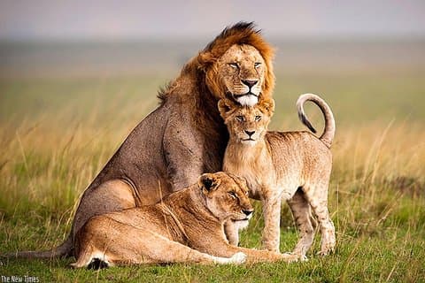 9 dagars Rwanda Wildlife & Congo Nile naturupplevelse