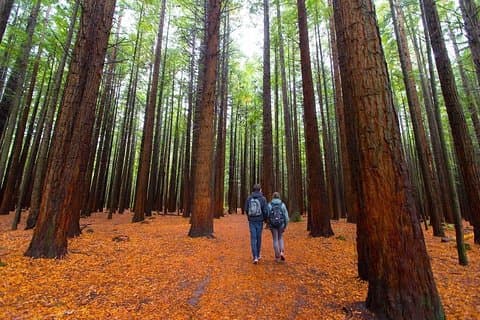 Redwood Forest, Blue Springs & Huka Falls Day Tour från Auckland