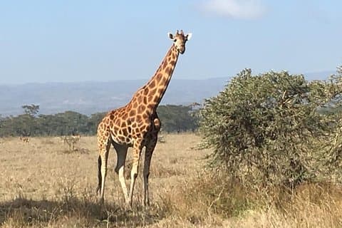 7 dager Eventyrlystne Maasai Mara - Naivasha - Nakuru - Amboseli