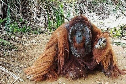 Excursión de día completo a la isla de Bukit Merah Orang Utan y a la ciudad de Ipoh