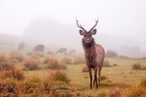 Horton Plains Day Tour with Short Train Journey from Ella