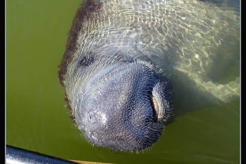 Excursão de duas horas em barco de golfinhos, manatee e birding