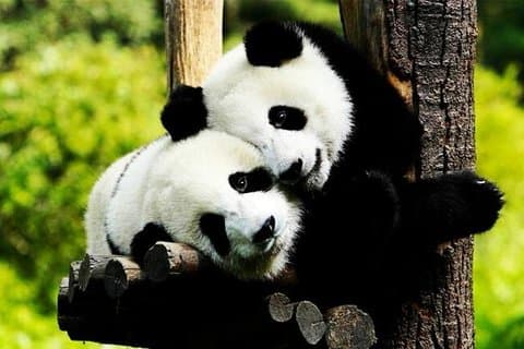 Tour privato della città acquatica di Zhujiajiao con lo zoo e il panda di Shanghai
