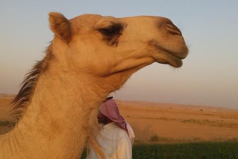 Lille gruppeventyretur Kongeriget Saudiarabiens tyske guide