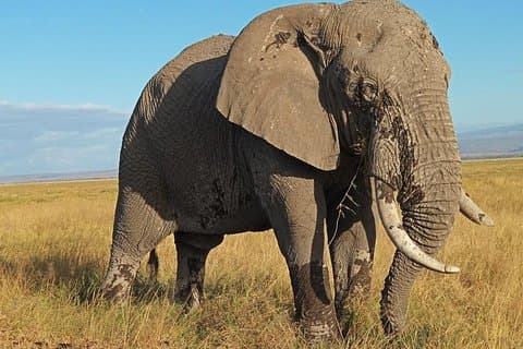 3 dage Amboseli National Park