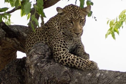 3 giorni Esplora Selous Game Reserve + Safari in barca + Bushman walking