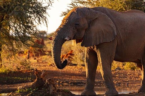 3 dagen Masai Mara