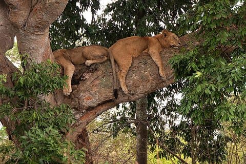 Uganda the Pearl of Africa Complete Wildlife 20 Day Safari