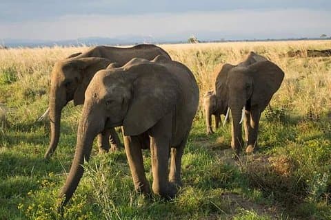 7 - Excursion Safari en Tanzanie du Sud