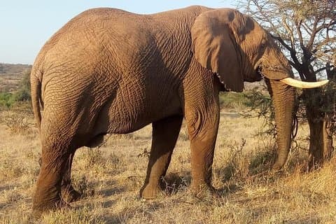 5-giorni-Nairobi-Arusha-lago manyara-serengeti-ngorongoro