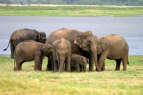 Safari privato in jeep al Minneriya National Park