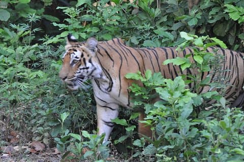 Best Wilderness Experience through Jim Corbett Experience