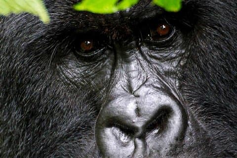 2 dagen Oeganda Gorilla Transfer vanuit Kigali