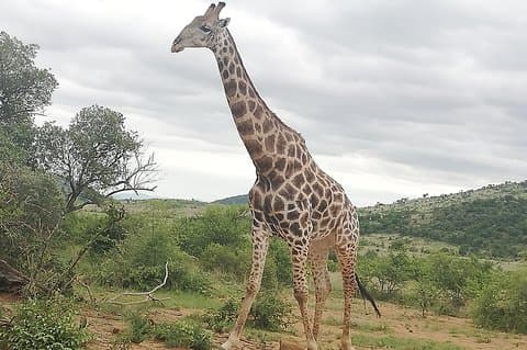 Pilanesberg & Lion & Safari Park