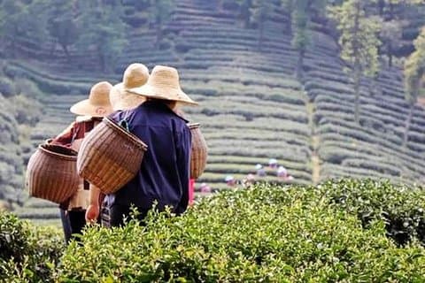 Hangzhou Private Day Tour from Nanjing by Bullet Train with Drop-off Option