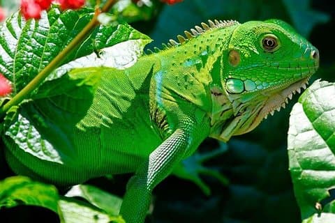 Manu Jungle Tour (3 dage)