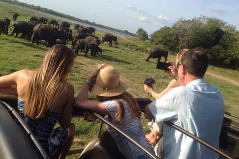 Minneriya Elephant Safari With Sigiriya Rock & Dambulla Cave Temples (Full Day)
