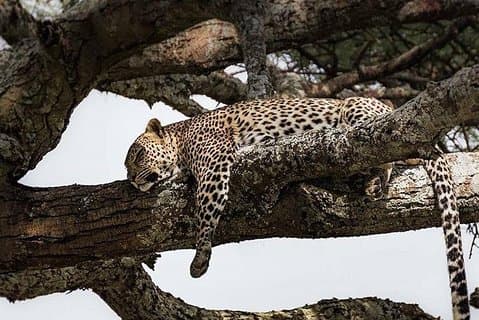 3 dagar Tarangire, Ngorongoro Craeter och Lakeara