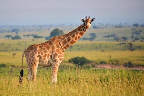 Excursion de 3 jours au parc national Queen Elizabeth