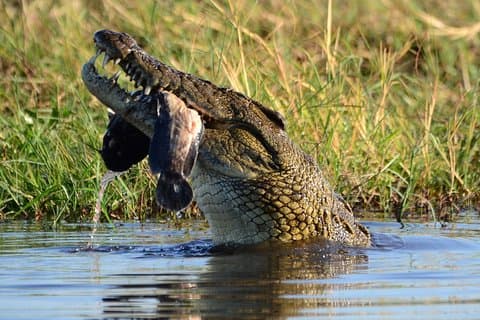 15 días Descubre Namibia y Botsuana - Self Drive Lodge