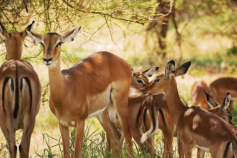 2 Days 1 Night Camping Safari Tarangire Ngorongoro Crater