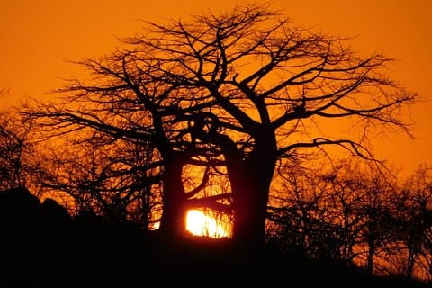 Trekking i Tanzania Southern Circuit Nationalparkerne Nyerere og Udzungwa