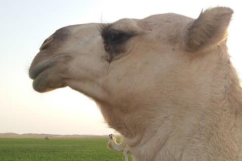 Aller-retour en Arabie Saoudite avec un guide touristique allemand