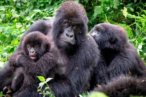 3-tägige Gorilla Trekking Bunyonyi Mist Relaxation Safari